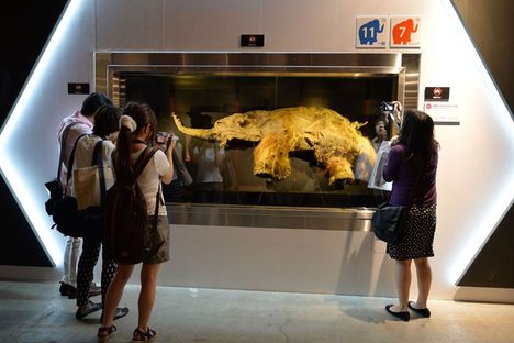 The Best-Preserved Woolly Mammoth Goes on Display in Japan, But Should We Resurrect it?