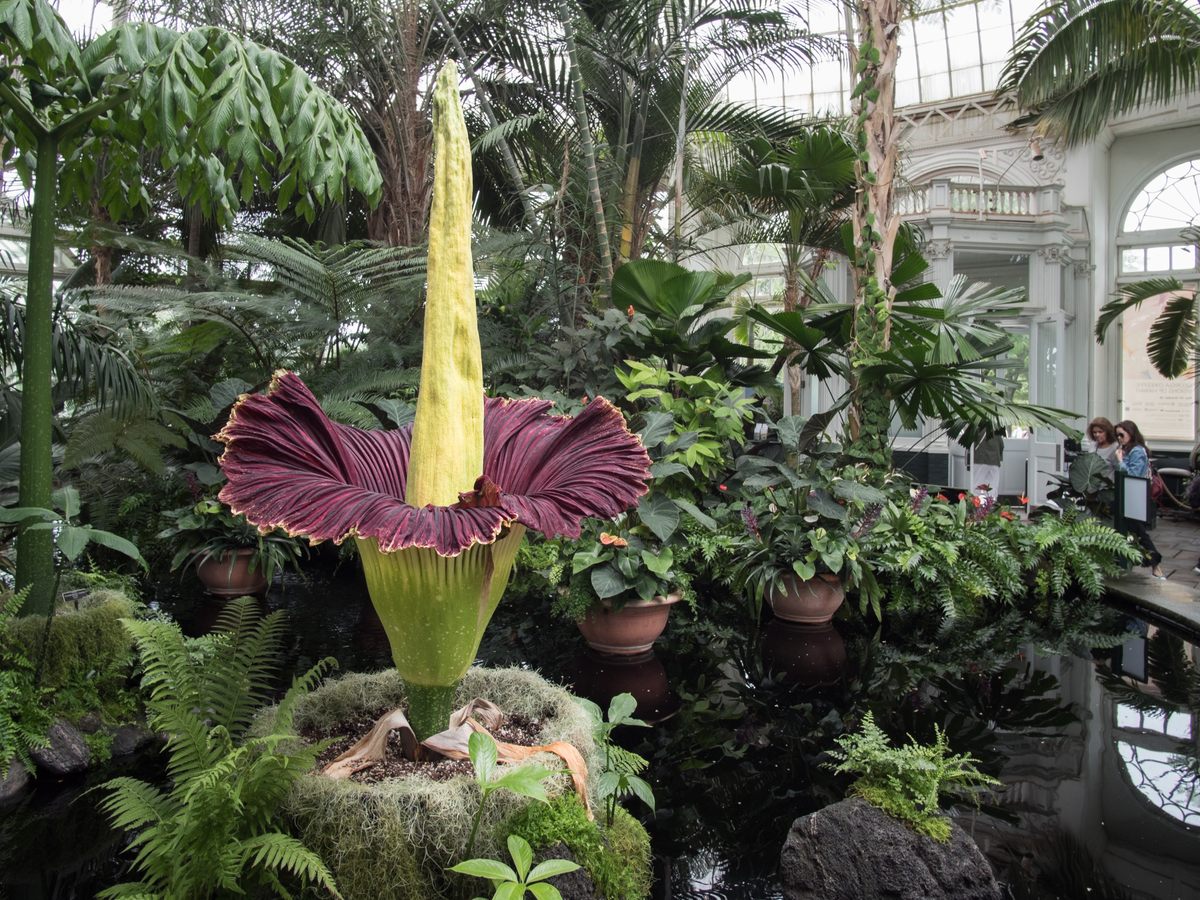 <em>Amorphophallus titanum</em>, or "corpse flower," seen here in New York Botanical Garden's Haupt Conservatory, is another species being used to test the studbank.