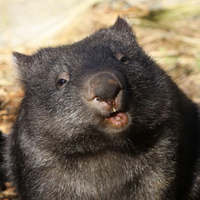 Profile image for aseriouswombat