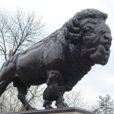Buffalo on Dumbarton Bridge