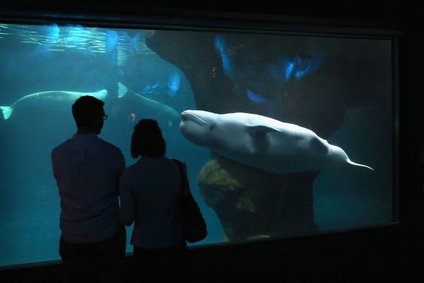 There are thought to be more than 300 belugas in captivity across 13 different countries, with the highest number housed in Russia, Japan, China, Ukraine, Canada, and the United States.