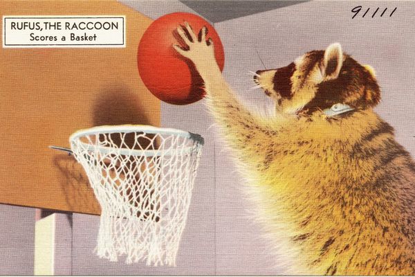 "Rufus the Raccoon scores a basket" vintage postcard.