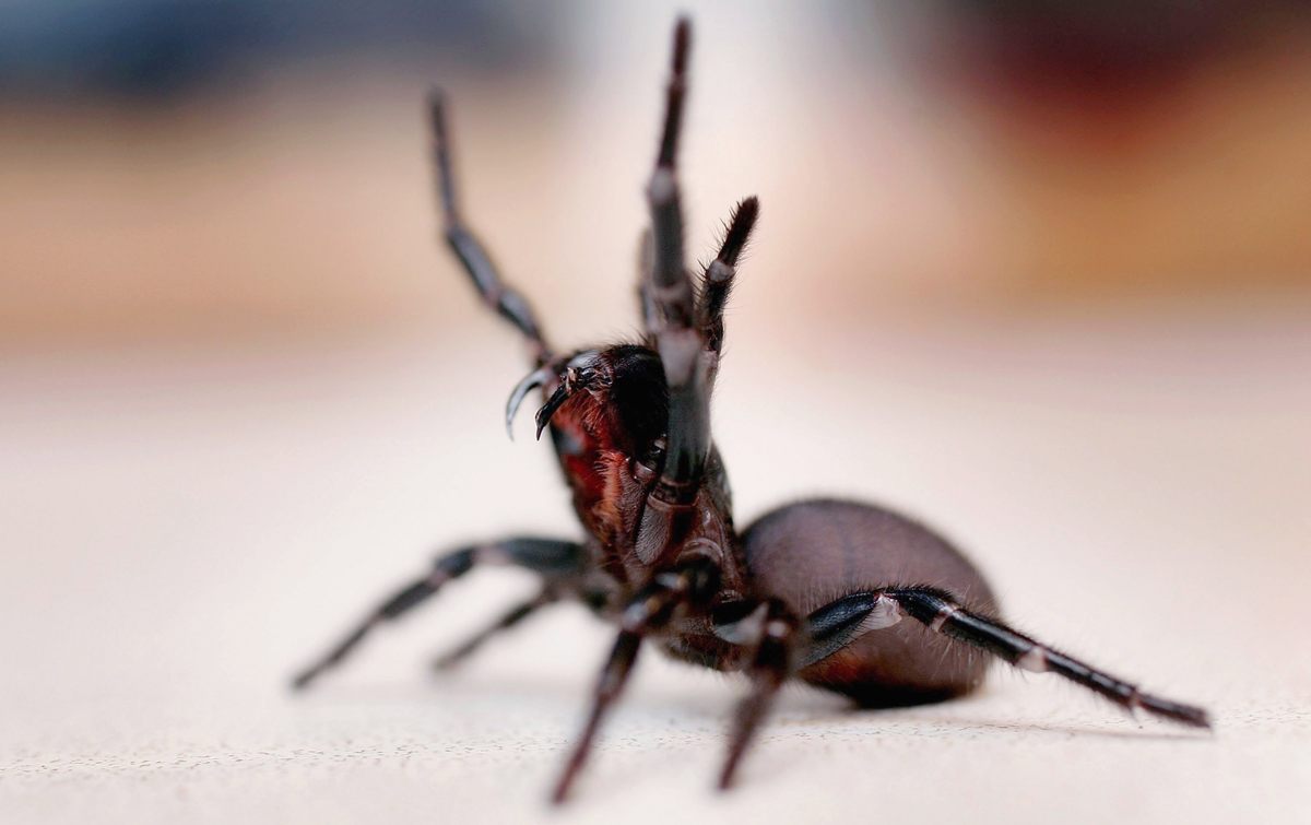 The Ultimate First Aid Guide To Funnel-Web Spider Bites