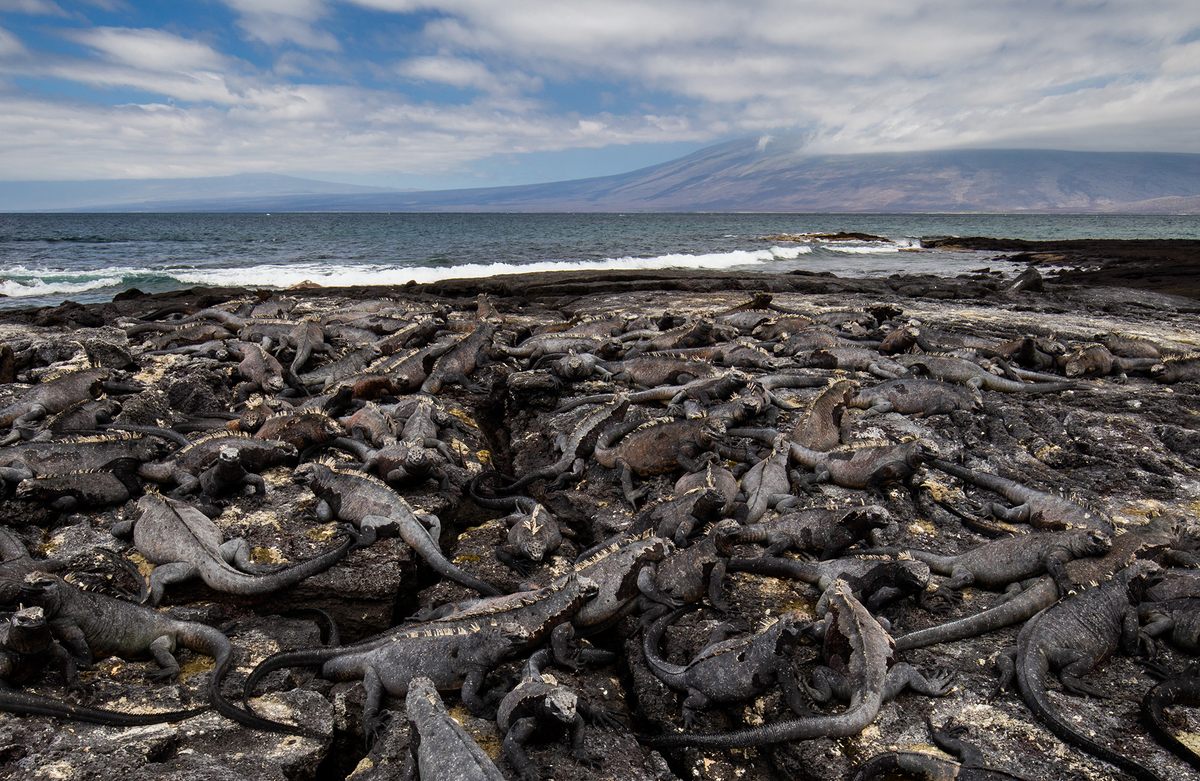 A normal day in Punta Espinoza, on Fernandina Island, a sanctuary for endemic marine iguanas.