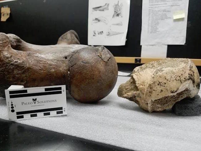 The bone on the right is the newly discovered fossil; the other is a sample sloth bone.