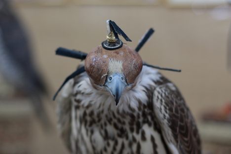 Object of Intrigue: A Passport for Falcons