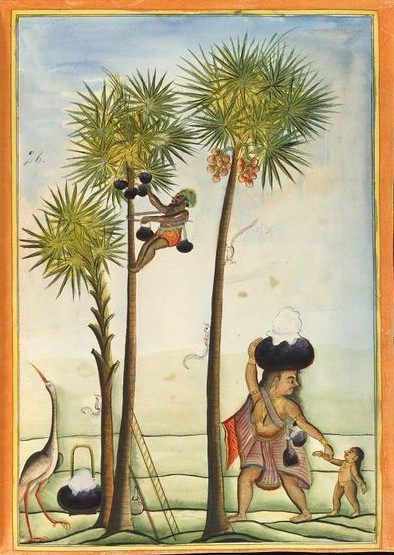 A toddy tapper climbs a tree in the South Indian state of Tamil Nadu, in this illustration from 1785.