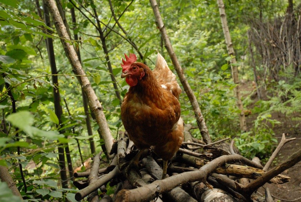 One solitary hen.