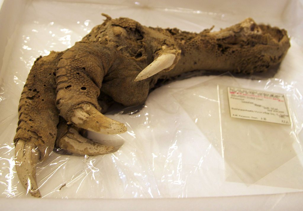 An immense preserved moa claw.