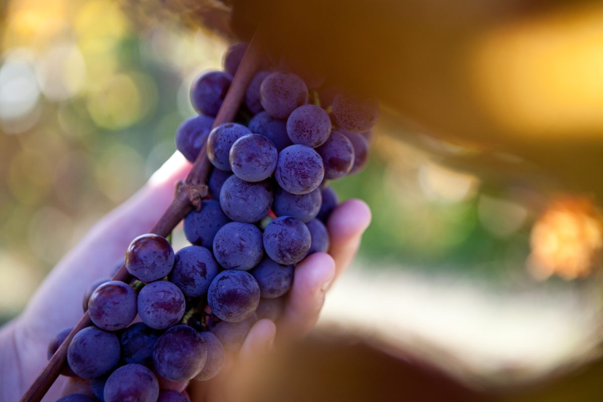 Catawba grapes: foxy or not?