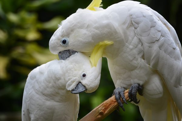 Cockatoos' talkative and friendly nature has helped them adapt to Hong Kong's urban environment.