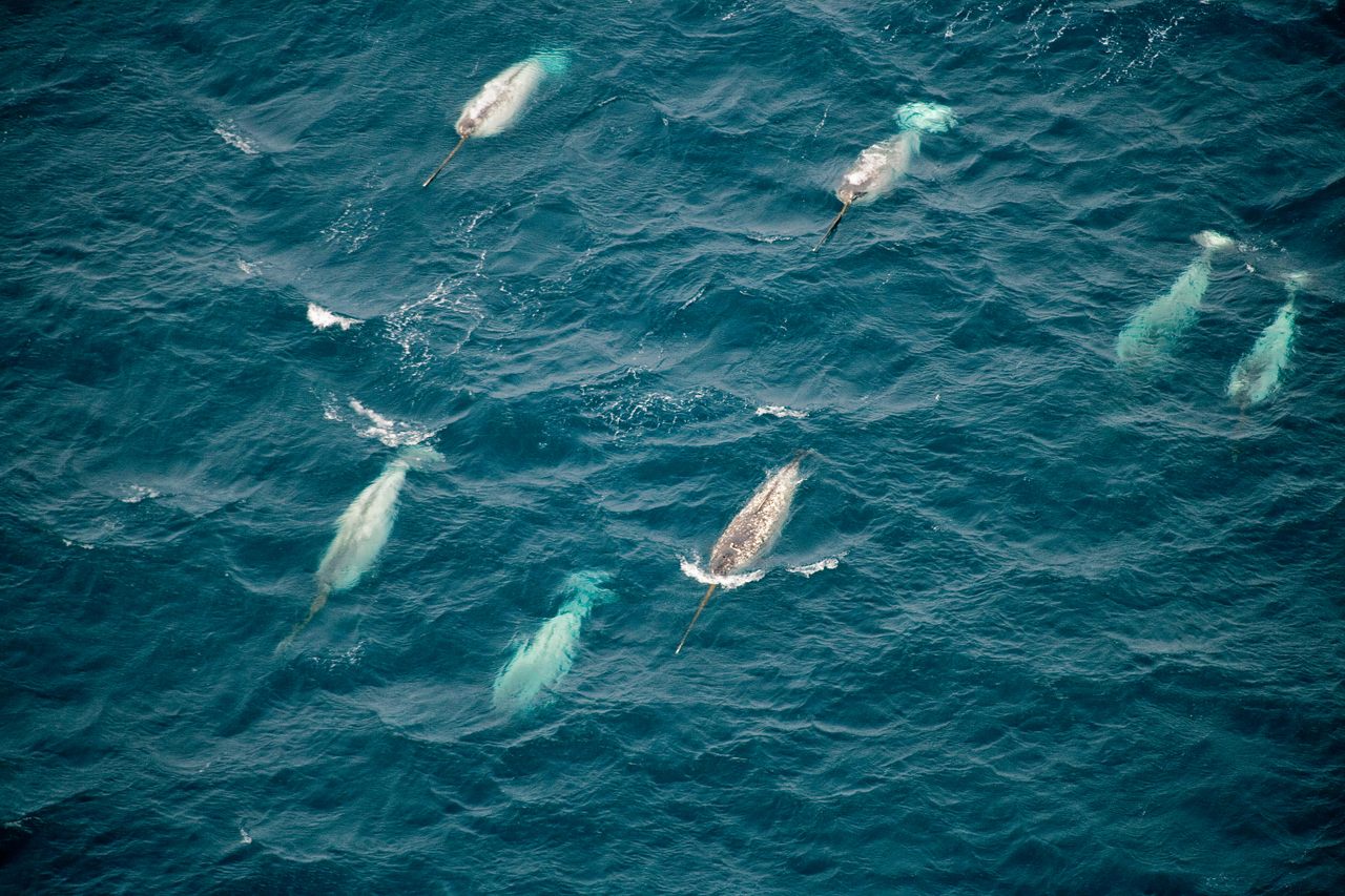 Narwhals swimming at the surface near Baffin Island, in the Canadian Arctic.