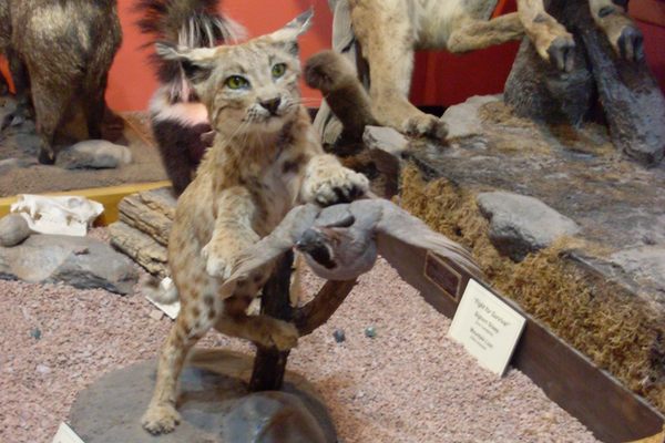 Action mounted taxidermy bobcat and quail.