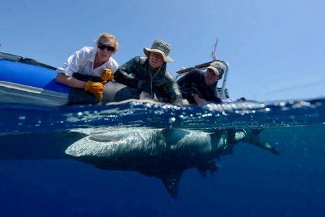 Researchers in an inflatable boat prepare to tag a bull shark they have flipped on its back, inducing tonic immobility. Science cannot yet explain why many species seem to go into a trance in this position.