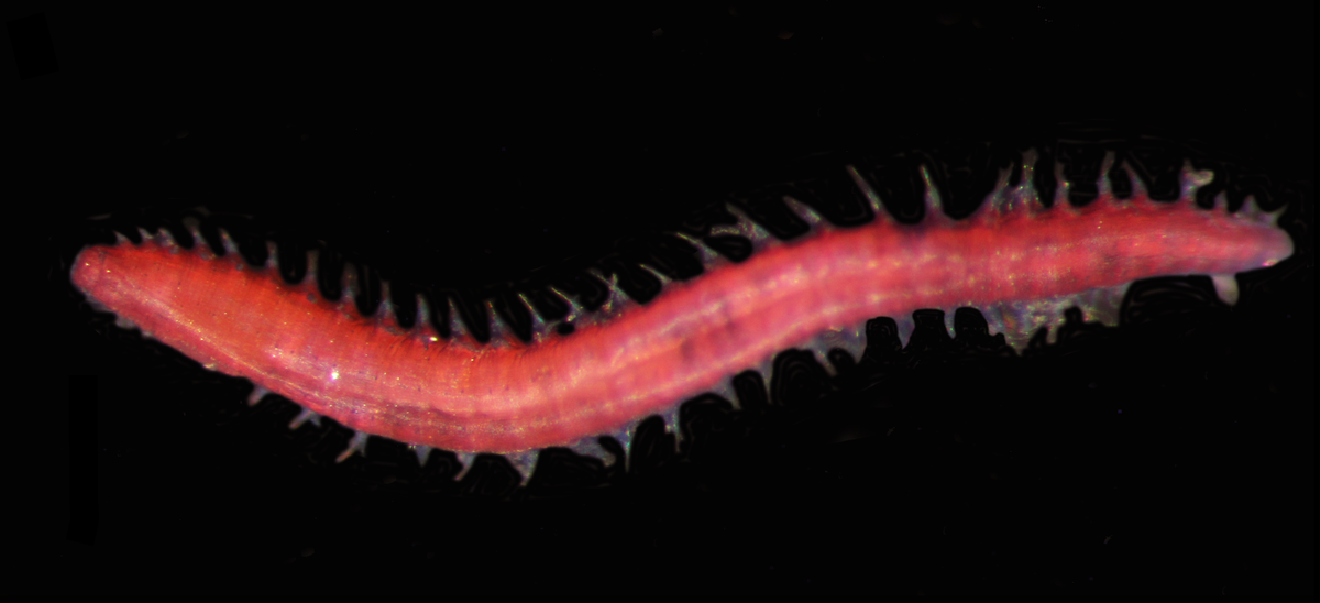 A stained lab specimen of <em>Prosphaerosyllis modinouae</em>.