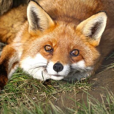 Red fox in Eshott Animal Park.