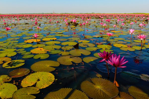 Lotus Sea with flowers in bloom.