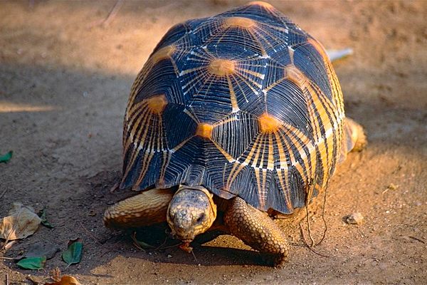 Radiated tortoises like these are often kept as pets in Malaysia.