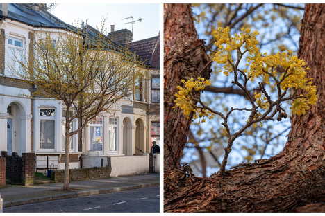 Two views of Cornus mas, or Cornelian cherry trees.