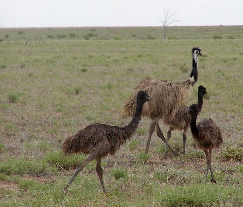 Some emus in Australia, where they are supposed to live.