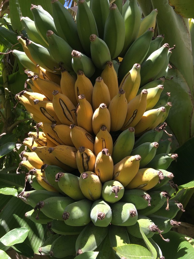 The love story in banana orchard