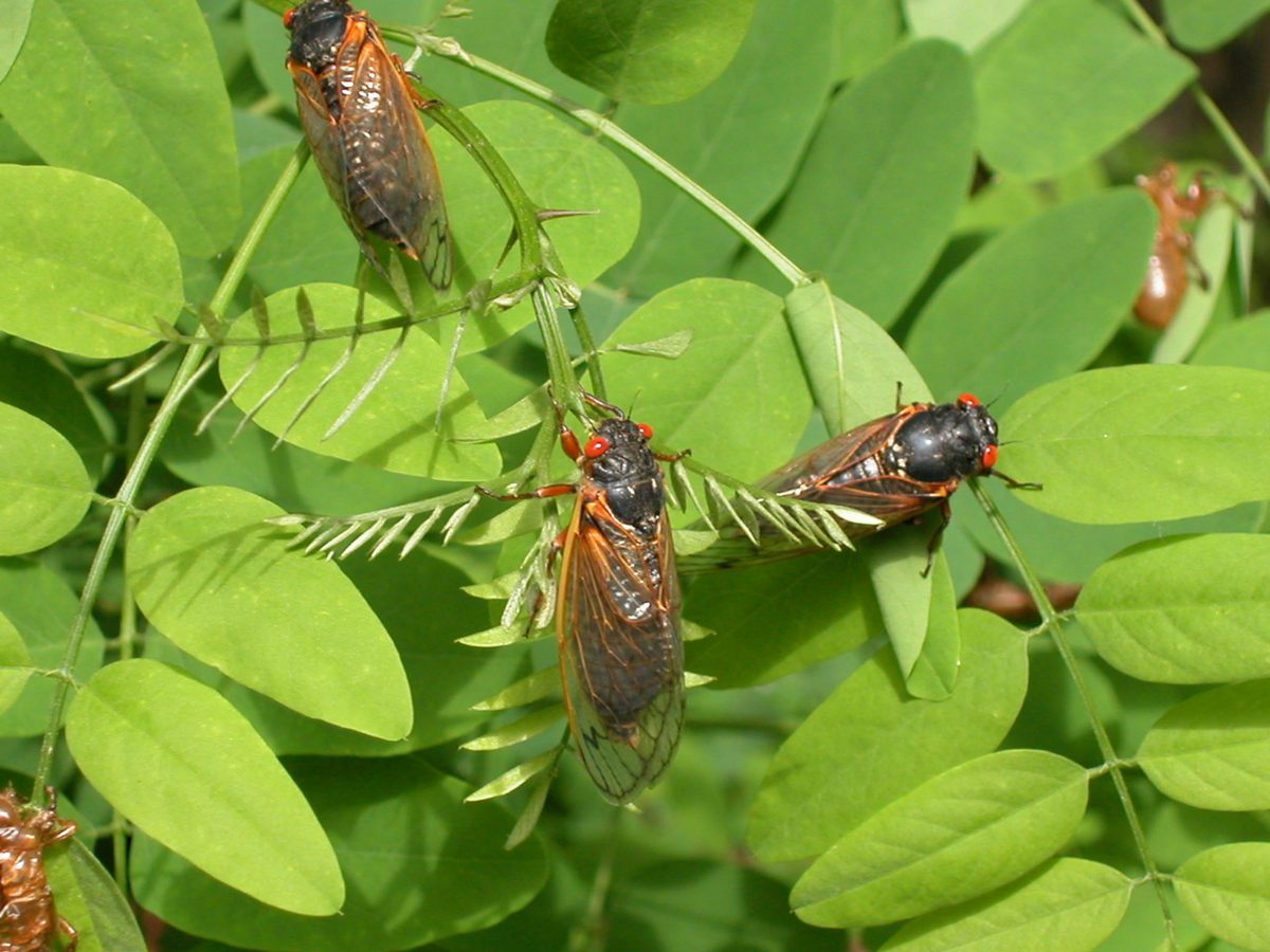 The cicadas can cluster in dense groups.