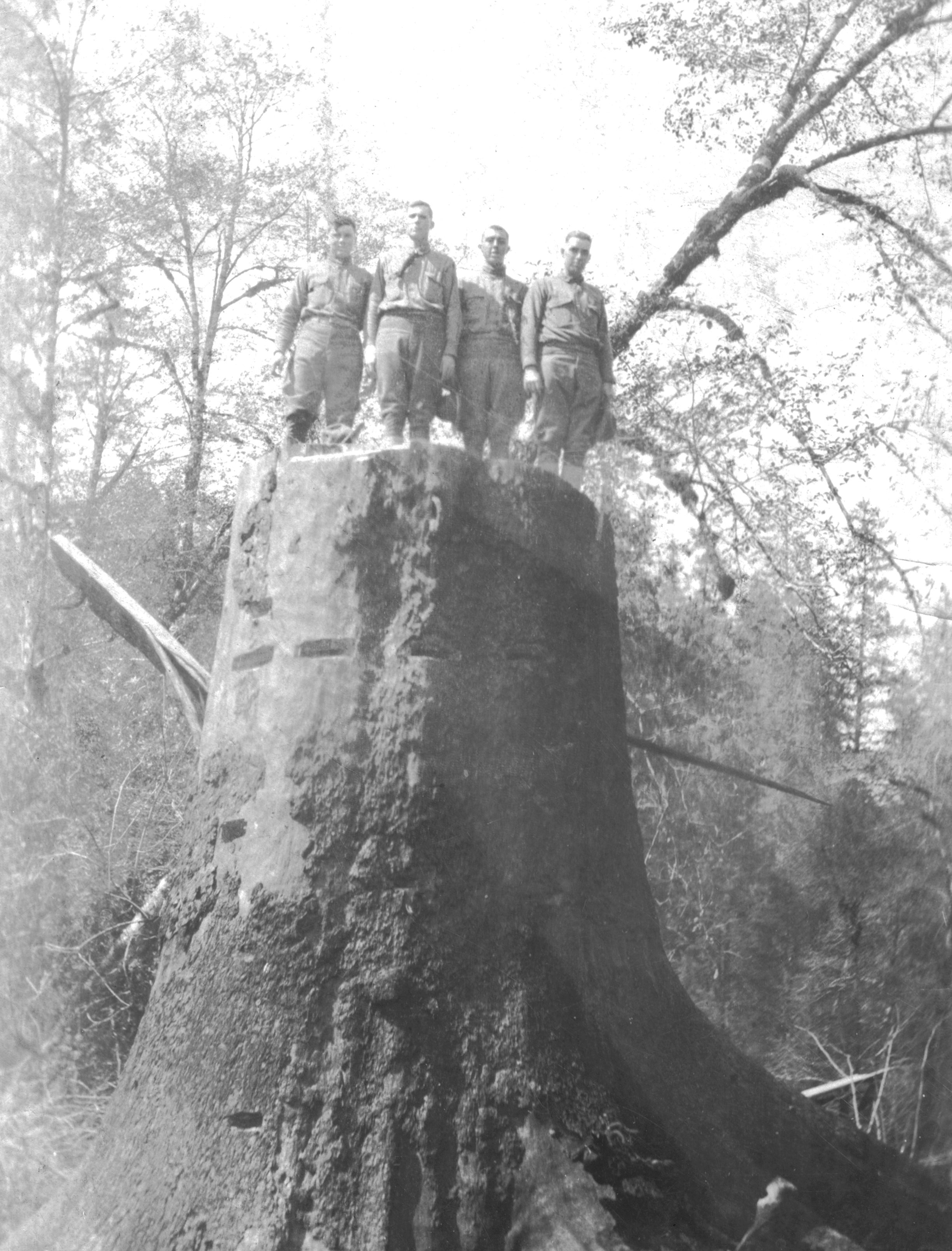 Vintage Photos of Lumberjacks and the Giant Trees They Felled