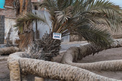 Seven headed palm tree at Cachiche town, Ica, Peru — Translation on poster: "dates"