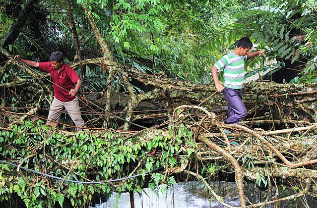 Some bridges are made using bamboo scaffolds, while others are made only with aerial roots.
