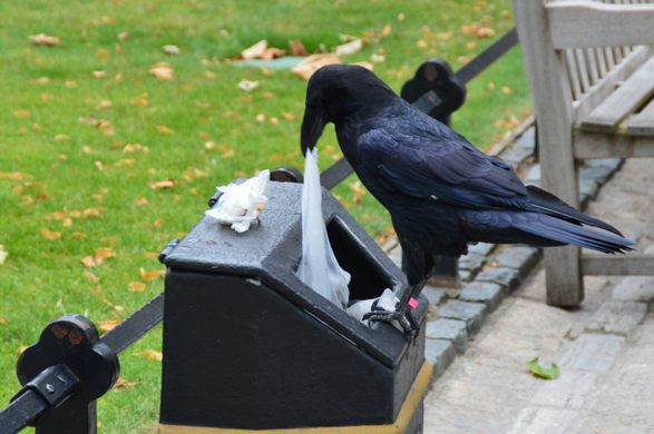 The Tower Ravens – London, England - Atlas Obscura