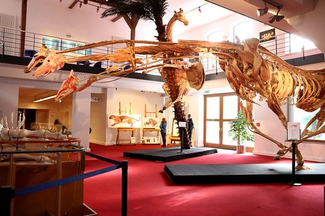 Plastinarium 