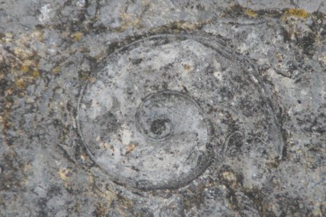 Goodsell Ridge Fossil Preserve on Isle La Motte