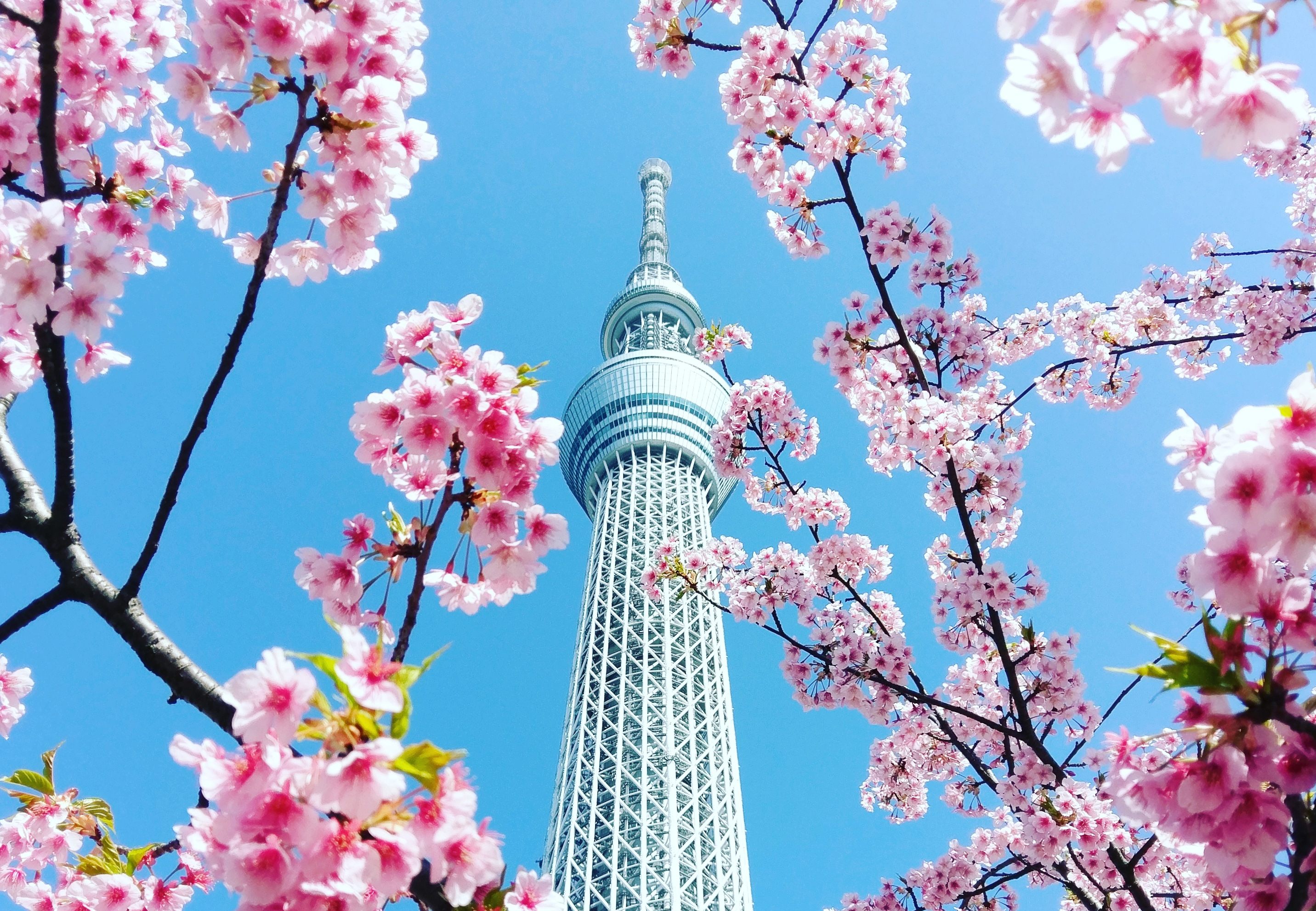 Cherry blossoms frame the Tokyo Skytree tower. 