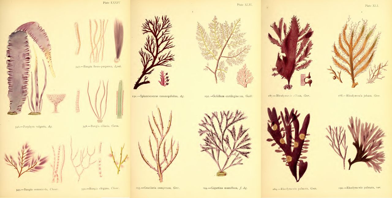 Selected plates from Margaret Gatty's "British Sea-Weeds." 