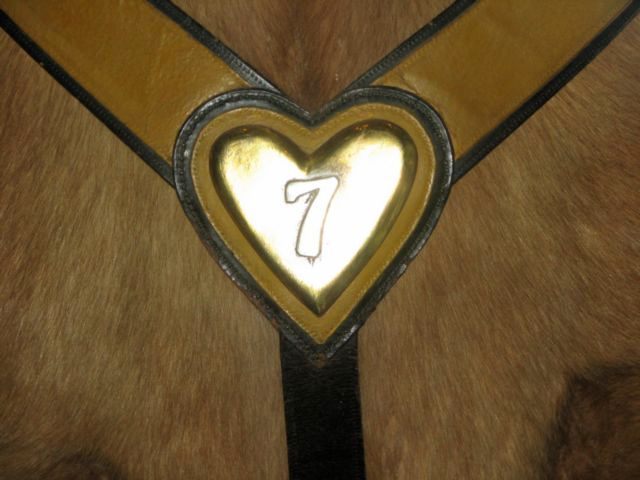 Comanche the Horse