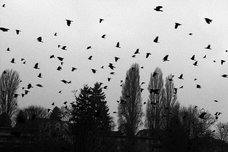 The Annual Murder of Crows