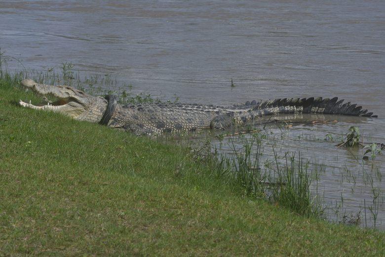 How Could a Crocodile Spend Years Cinched By a Tire? - Atlas Obscura