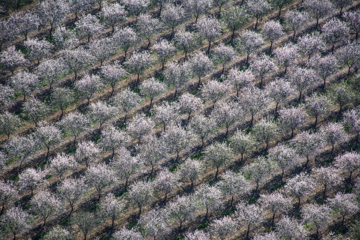 A Central Valley almond orchard in better times.