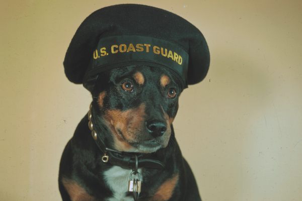 Sinbad’s Coast Guard portrait