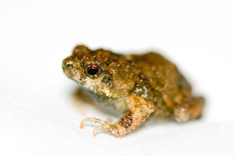 A lot goes into a túngara frog's ability to attract a mate.
