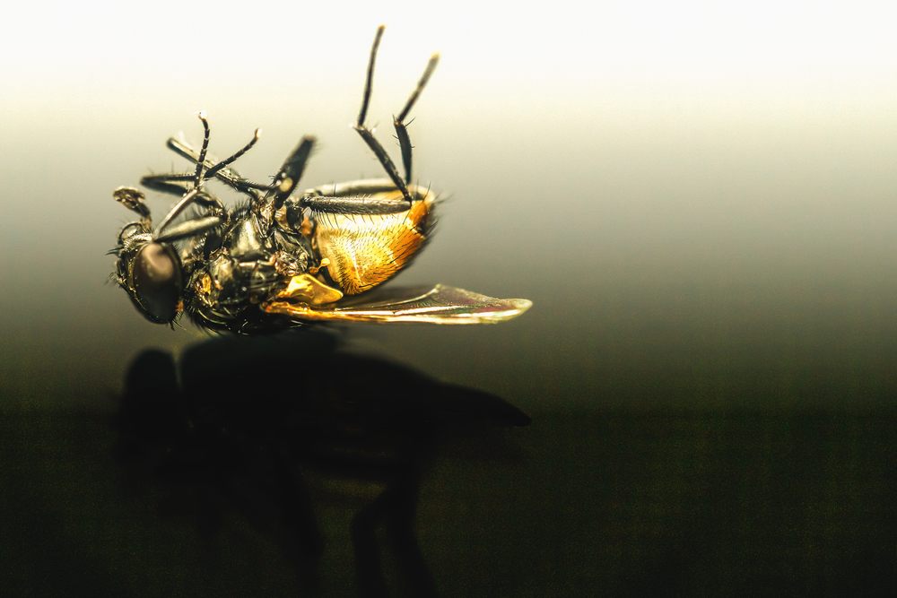 Why Humans and Insects Keep Holding Funerals for Insects