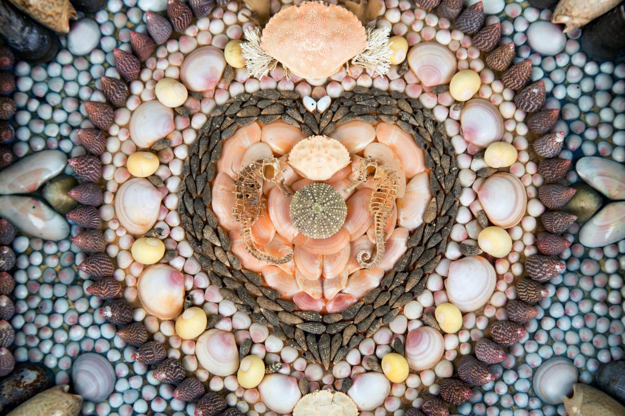 Large Sea Urchin Spines Seashells Sailor Valentines....SO PRETTY 