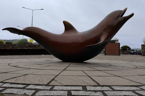 Fungie the Dingle Dolphin