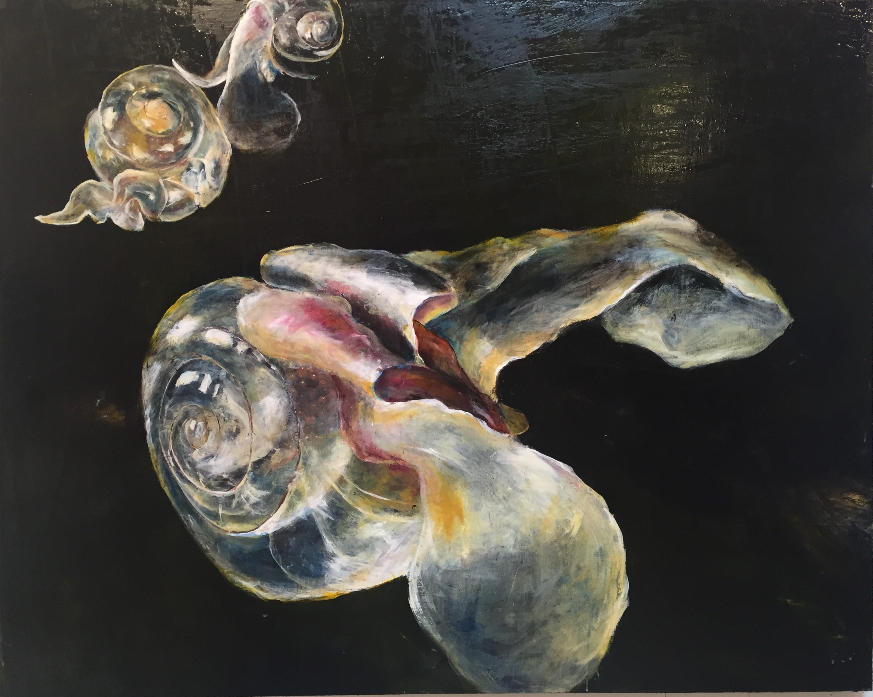 More pteropods, with no surface in sight.