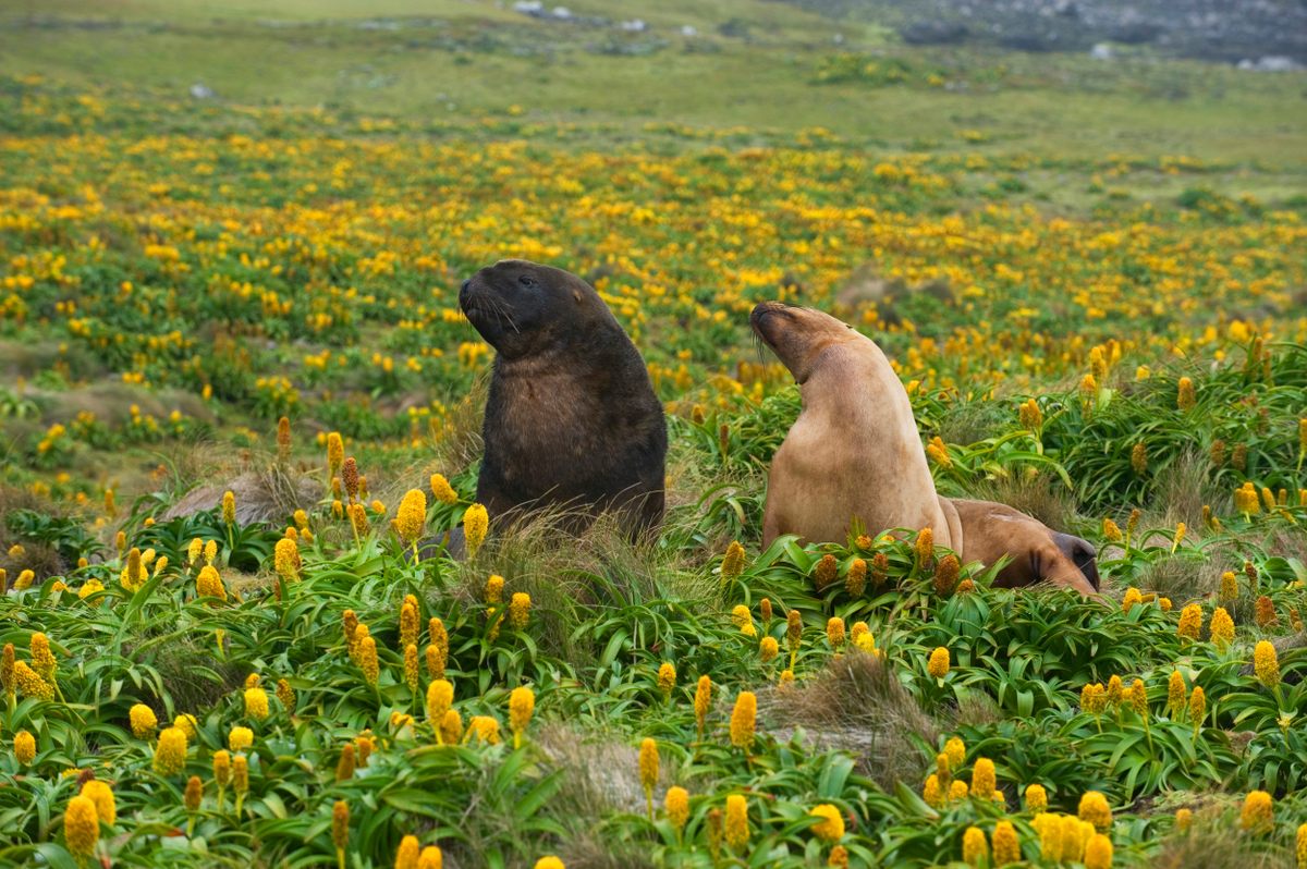 Hooker's sea lions in a field of yellow Bulbinella rossii flowers on Enderby Island.