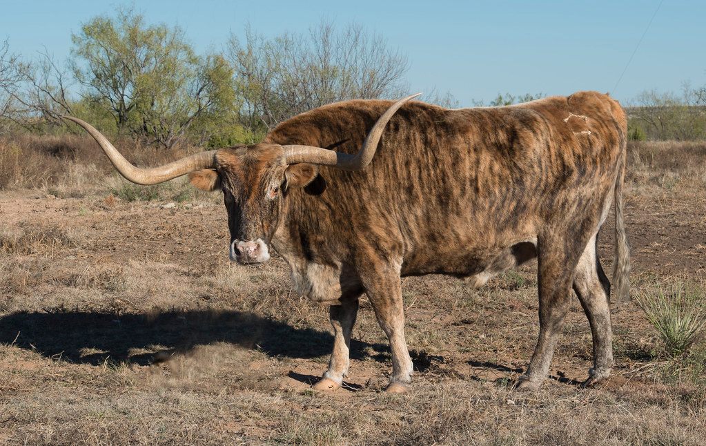 A Texas Longhorn’s most notable feature is its long, occasionally twisted horns.