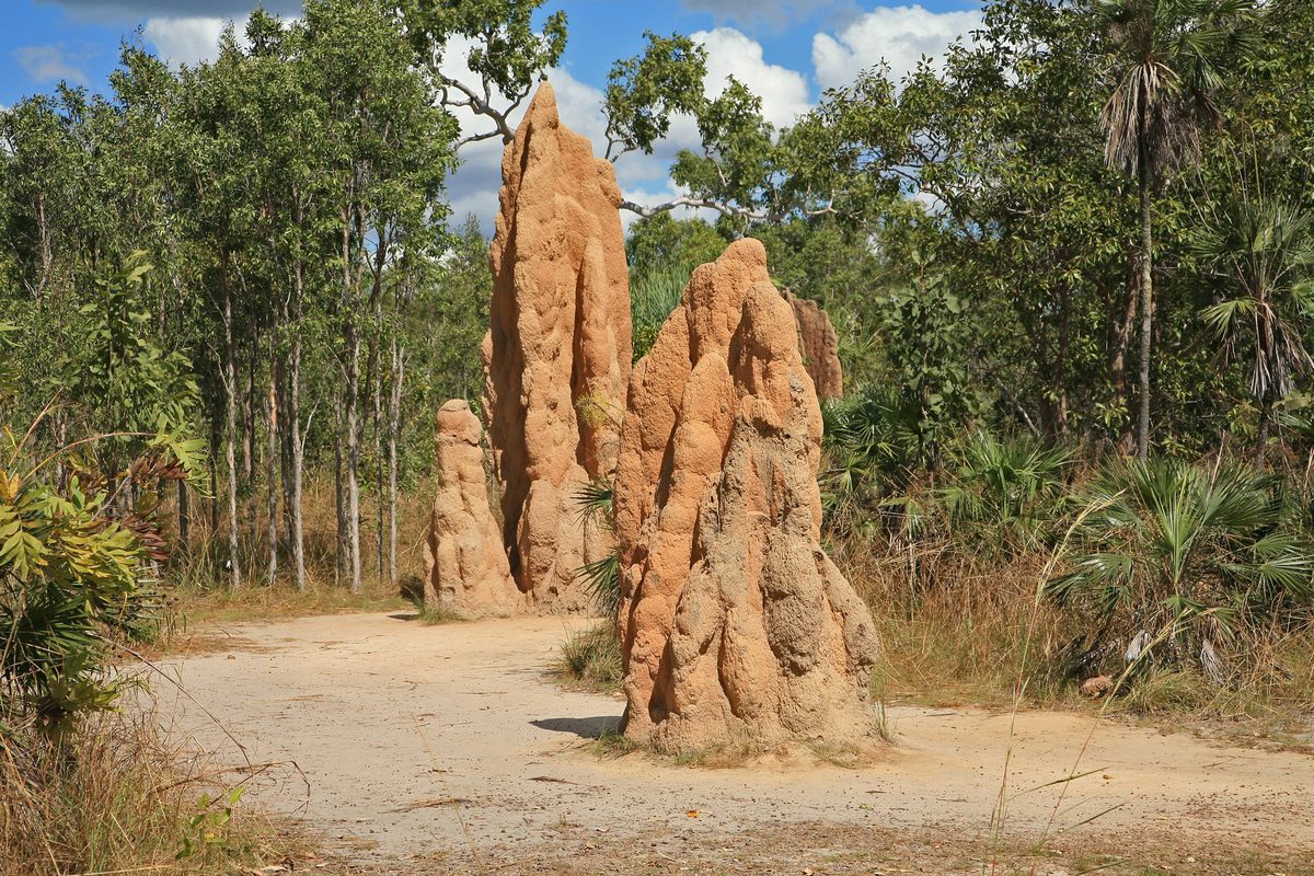 Random Mounds Magnetic Termite Mounds – Litchfield Park, Australia - Atlas Obscura