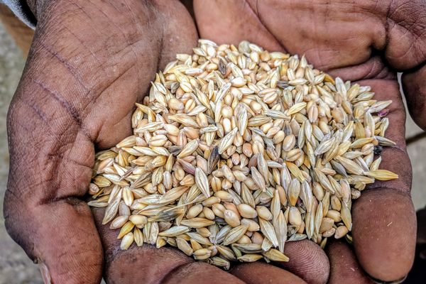 A farmer in Ethiopia cradles a handful of maslin, mixed grains including different varieties of wheat and barley that are grown together.