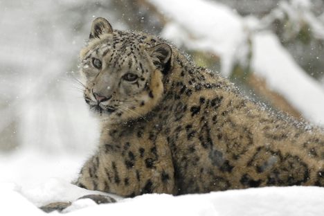 The rare snow leopard is no longer listed as "endangered."