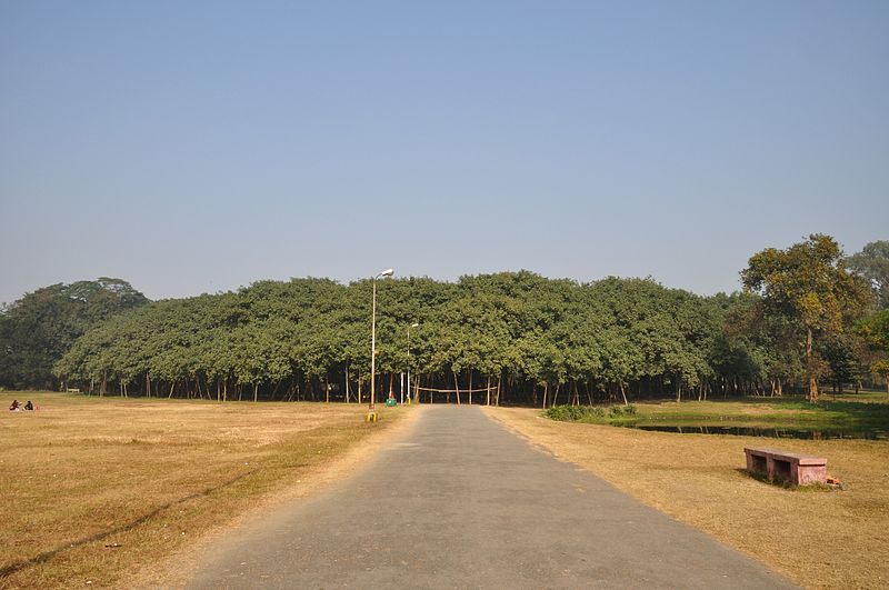 The Great Banyan Tree